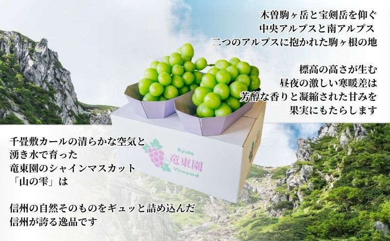 【駒ヶ岳の恵み・朝採り直送】シャインマスカット 約1kg 2～3房 中央アルプス 駒ヶ根産 種なし 皮ごと 山の雫 木曽駒ヶ岳 宝剣岳 千畳敷カール 寒暖差 信州 長野 ぶどう 2026