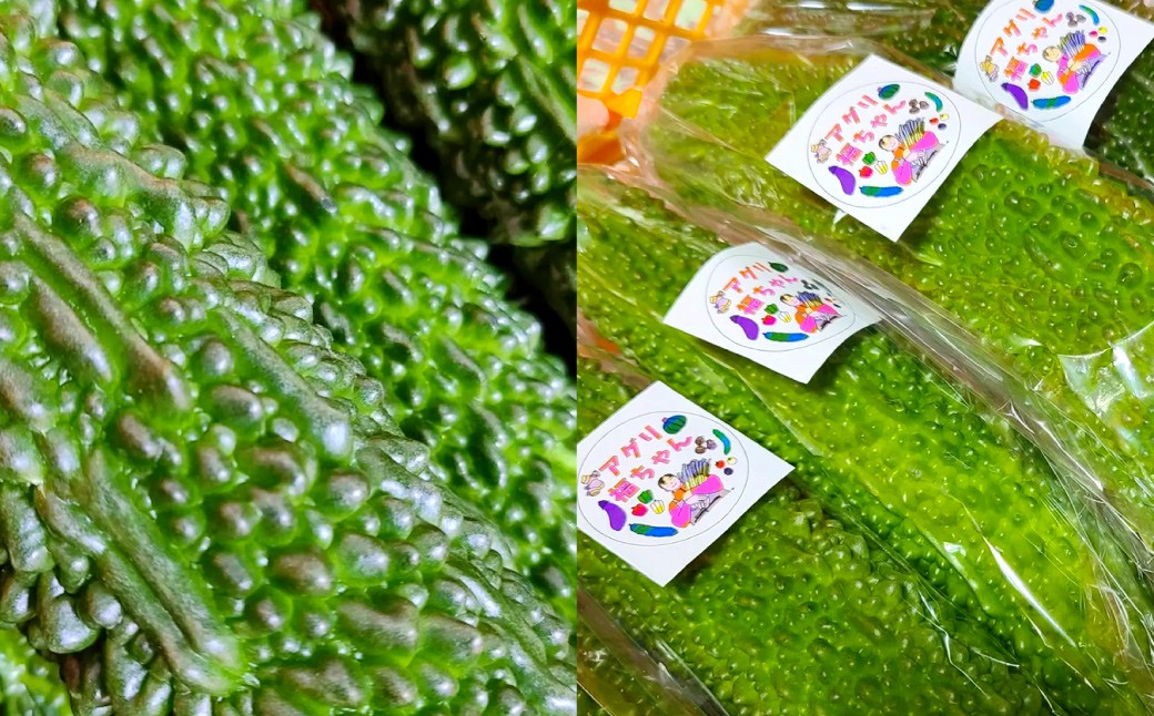 【鹿児島県産】【訳あり】 ゴーヤ 5kg ゴーヤー 朝どれ 夏野菜 【2025年7月上旬から9月下旬発送予定】 ZS-788