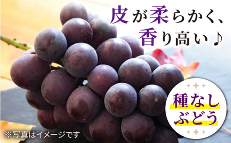 【訳あり】【数量限定】【甘い！】ナガノパープル 約2kg（5～6房） ＜山田敦義＞ [CCX004]