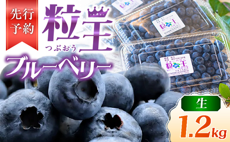 【先行予約】1217-1 粒王 生 ブルーベリー 1.2kg（ 400g × 3P ） KN030-002-01 果物 フルーツ 和田農園 農薬不使用 手摘み 安心安全 生ブルーベリー 先行予約 先行受付 先行 予約 ブルーベリー観光農園ワダ ふるさと納税 鹿児島 鹿屋市 おすすめ ランキング プレゼント ギフト