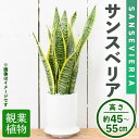 【ふるさと納税】＜観葉植物＞サンスベリア(4号) (陶器鉢・受け皿付) 観葉植物 植物 インテリア 開店祝い 移転祝い おしゃれ 室内 ギフト プレゼント オフィス 陶器鉢 受け皿 玄関 小型 個性 【m24-09】【アイエヌエー】