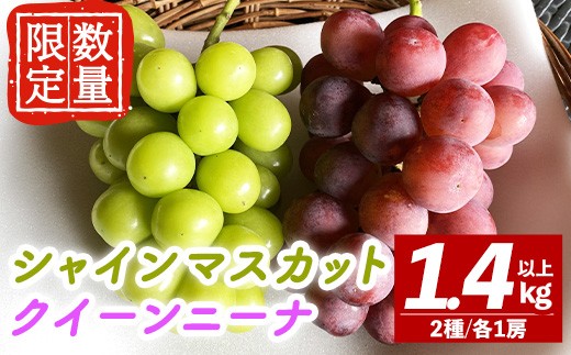 
                  ＜先行予約受付中！2026年9月中旬以降順次発送＞ シャインマスカット クイーンニーナ セット 計1.4kg以上 マスカット クイーンニーナ ぶどう ブドウ 葡萄 フルーツ 果物 くだもの デザート 期間限定 先行予約 【舟ヶ作ぶどう園】【ho1723】
                