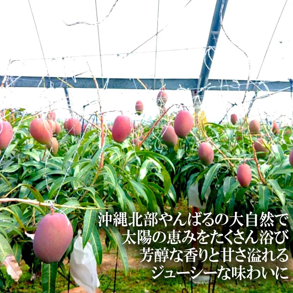 2027年発送【75マンゴー生産部会】 75（名護）マンゴー　約1kg
