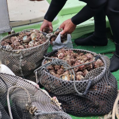 サザエ 約2kg(16個～30個)【配送不可地域：離島・北海道・沖縄県・東北】