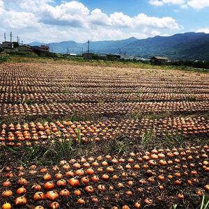 農家さん直送！低農薬玉ねぎ２Ｌサイズ以上約１０ｋｇ【４月中旬～７月中旬発送予定】