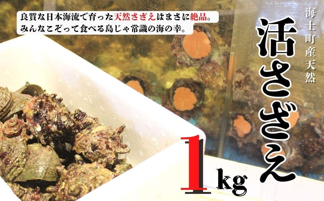 
            【11月以降順次発送】島獲れ活さざえ1kgセット  冷蔵便 サザエ 栄螺 貝 海鮮 BBQ さざえご飯 壺焼き 刺身 バーベキュー ギフト お中元 御中元
          
