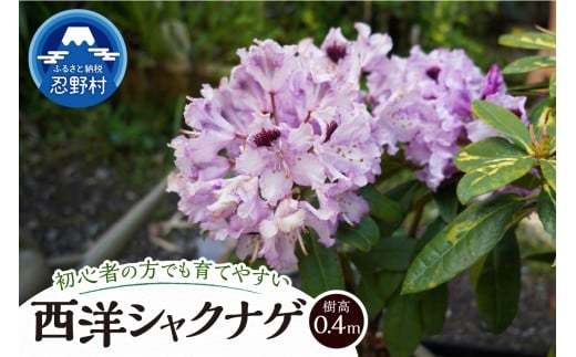 植木　シャクナゲ　0.4ｍ