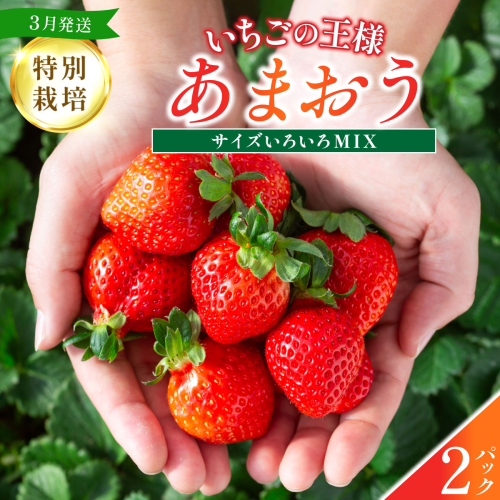 福岡県産 特別栽培 あまおう サイズいろいろMIX 約570g（約285g×2パック）【3月発送】　農園直送 アフター保証 先行予約 福岡産 送料無料 ケーキ ギフト お祝い 限定 季節限定 UN006