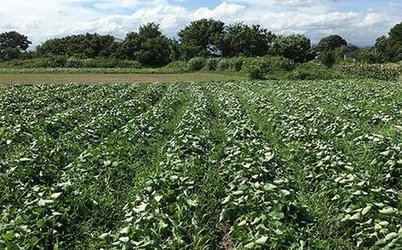 農seets 焼き芋の干しいも 平干し 280g×2袋 栃木県産べにはるか使用！化学肥料・化学肥料不使用 さつまいも さつま芋 芋 野菜 干し芋 ほしいも お菓子 菓子 スイーツ デザート 和菓子 自