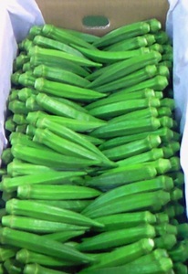 ＜先行予約！2026年7月上旬以降順次発送予定＞ジャンボオクラ(約3kg) 国産 野菜 オクラ 産地直送 【man352】【Aglio nero】