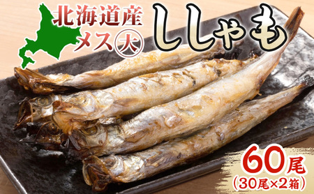 ししゃも北海道産大メスおつまみ干物ししゃも【60尾(30尾×2箱)】
