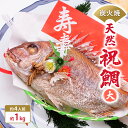 【ふるさと納税】炭火焼　天然祝鯛（大）約1kg 【約4人前】 / 焼鯛 尾頭付き　魚貝類・タイ・鯛・真鯛・約4人前