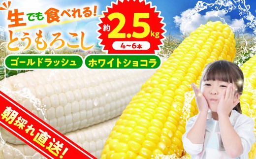 ★2027年先行予約★富士北麓忍野村の気候、水、自然で作られた朝採りトウモロコシ《ゴールドラッシュ・ホワイトショコラ》詰め合わせセット4本～6本（約2.5kg）
