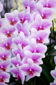 胡蝶蘭 オリジナル品種「ヴィーナス 」5本立ち｜花 蘭 らん ラン コチョウラン 産地直送 生花 鉢 鉢植え 開院祝い 開店祝い 開業祝い 結婚祝い 結婚記念日 就任祝い 退職祝い お祝い 母の日 父