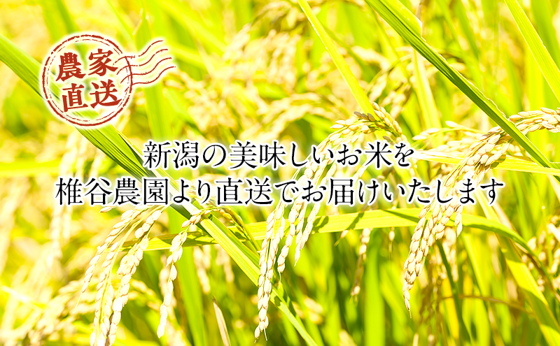 新潟産 コシヒカリ精米5kg「従来品種」・ミルキークイーン精米5kg　食べ比べ お米 ご飯 食卓 主食 おにぎり お弁当 国産 日本産 ブランド米