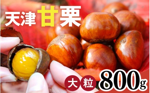 【先行予約】天津甘栗 800g ※2026年10月下旬以降順次発送 ／ 甘栗 栗 兵庫 兵庫県 特選大粒栗 大粒 おやつ お菓子 スイーツ 栗好き 焼き栗 焼き マロン こだわり製法 新栗