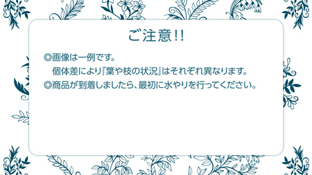 クロトンノキ グリーンエレガンス 5号ポット 1点 家庭 で 園芸 鉢植え 苗 庭木 果樹 ガーデニング 植物 確実園