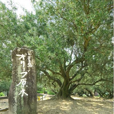 ふるさと納税 小豆島町 1st-ORIGIN エキストラバージンオリーブオイル小豆島産100% |  | 01