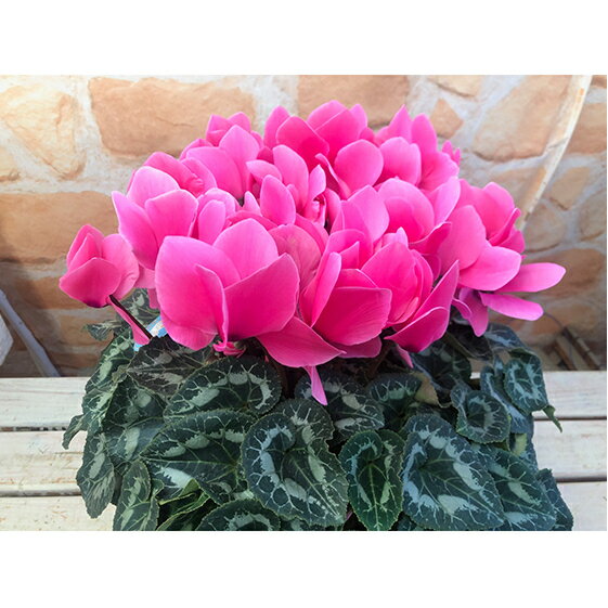 【ふるさと納税】 【先行予約】 花 高級 シクラメン 鉢植え ピンク 系 5号 冬 季節 ガーデン ガーデニング 庭 贈答 プレゼント ギフト 植物 2025年12月初旬発送開始 オンライン決済限定