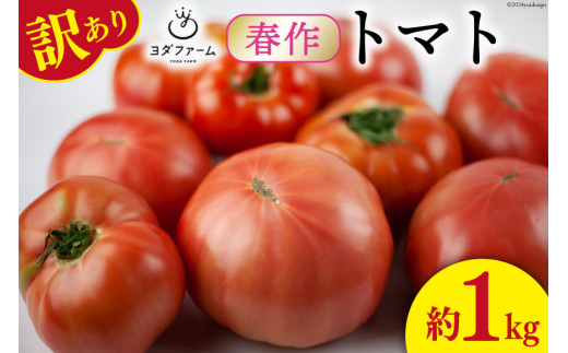 【2025年発送】 春作 訳あり 桃太郎トマト 約1kg [ヨダファーム 山梨県 中央市 21470965] 規格外 家庭用 不揃い トマト とまと 野菜 やさい 1キロ 季節限定 期間限定 産地直送 山梨県産 訳アリ tomato