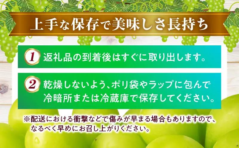 【8月31日（夏休み）までの期間限定!!】シャインマスカット　1房（約620g）化粧箱入り | シャインマスカット マスカット ぶどう ブドウ 葡萄 果物 フルーツ 新鮮 くだもの 国産 ギフト お裾