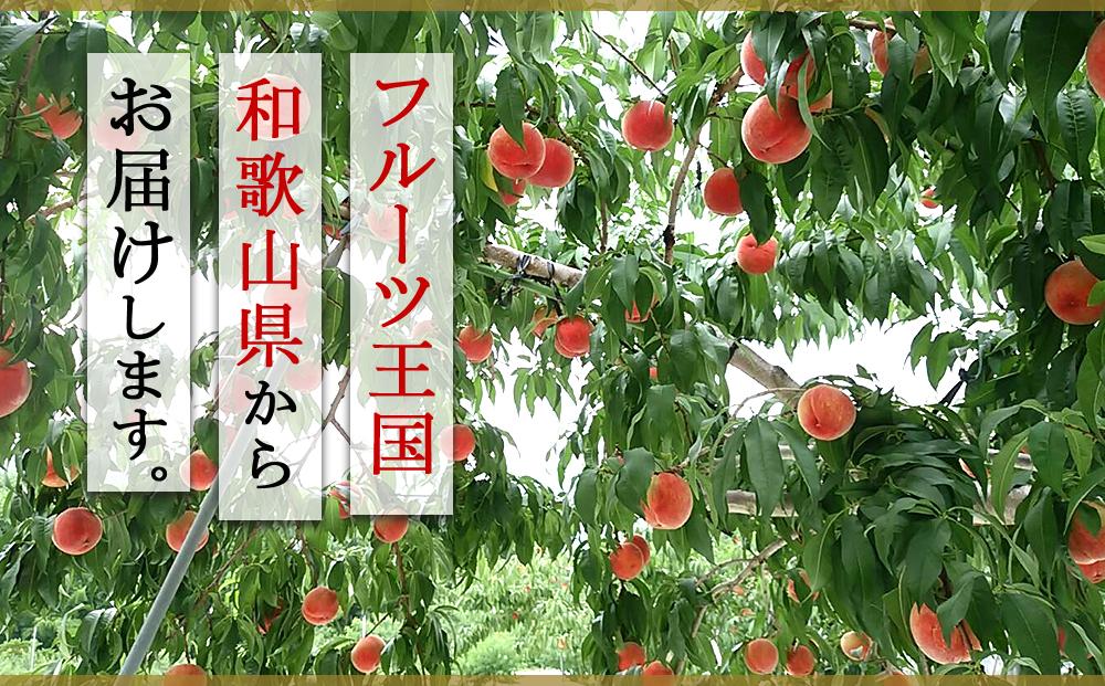 和歌山県産 川中島白桃《秀品》 約1.5kg（4～7玉程度）【7月下旬より発送】【MG31】     AB96135