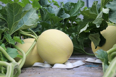 【大玉】黄美香（青肉）メロン2玉　4kg以上【BQ-002】