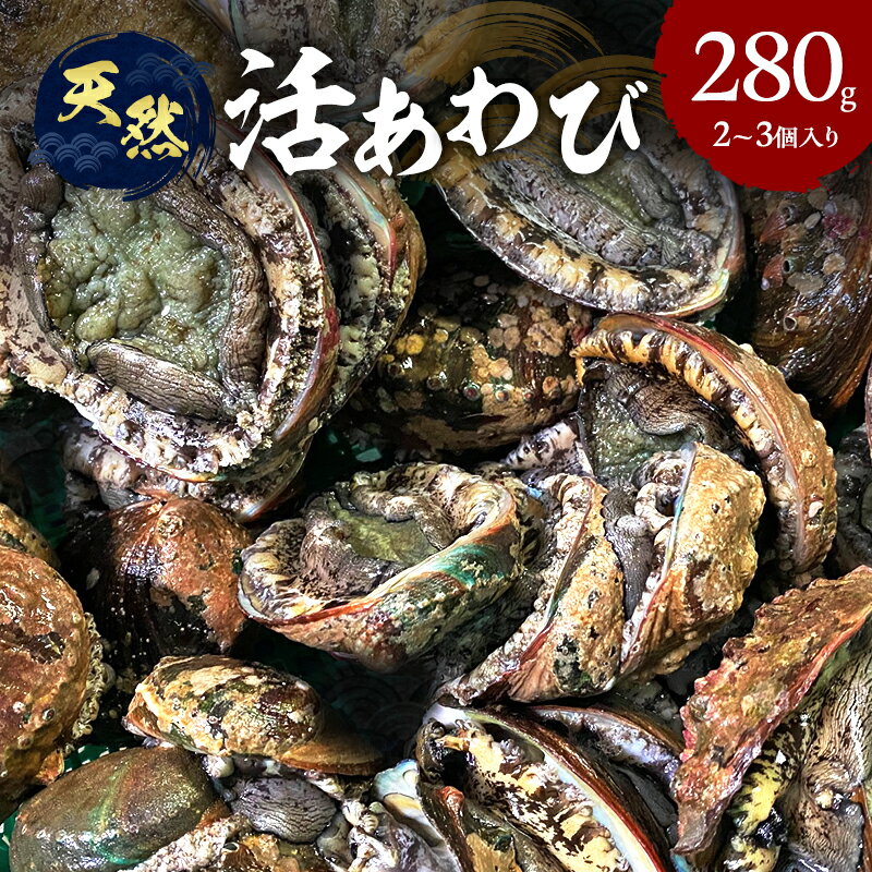 【ふるさと納税】天然 活 あわび 2～3個入り 刺身 黒あわび 赤あわび 貝 冷蔵配送 兵庫県 洲本市 淡路島