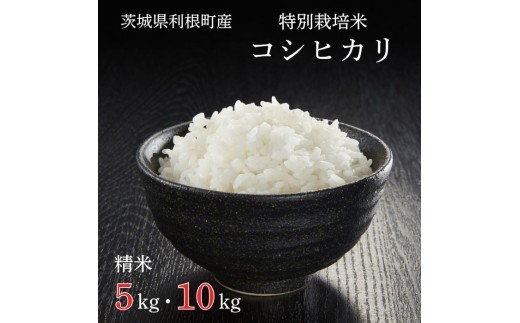 
                  利根町産【特別栽培米】コシヒカリ ／ お米 コメ こめ ごはん コシヒカリ 白米 精米 5kg 10kg 定期便 ／ お米 コメ こめ ごはん コシヒカリ 白米 精米 5kg 特別栽培 令和7年産 茨城県 利根町
                