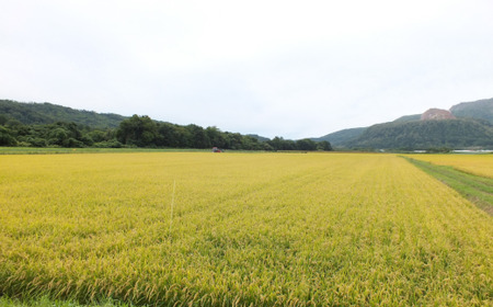 【令和6年産 3ヶ月定期配送】（無洗米10kg）食べ比べセット（ゆめぴりか、ななつぼし） SBTD144