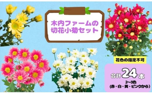 【先行予約】奥信濃飯山 ～木内ファームの切花小菊セット～【期間限定】（7-A33）
