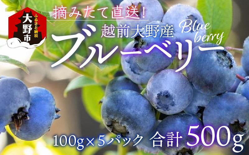 
            【先行予約】摘みたて直送！越前大野産ブルーベリー 100ｇ×5パック 合計500g 【2025年7月下旬から順次発送】
          