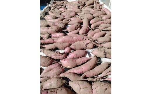 農薬・化学肥料不使用　温室効果ガス削減に貢献しながら、のどかな畑で大切に育てた　熟成　蜜芋　サツマイモ（紅はるか）４ｋｇ　S～LLサイズ混合  TFN-01