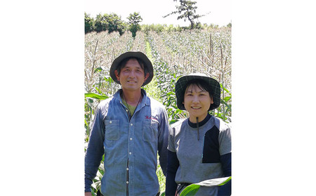 朝採りスイートコーン 10本セット 野菜 とうもろこし 