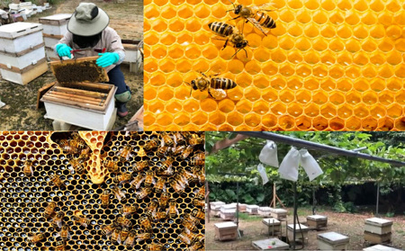 うるま市で採れた「サシ草はちみつ」230g×5本セット