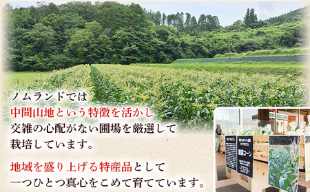 【先行予約】＜朝霧（あさぎり）コーン 12本＞ 国産 雪の妖精 ホワイトコーン 白い 白 とうもろこし 幻のとうもろこし 生で食べられる 甘い 糖度が高い 朝霧コーン 野菜 株式会社ノムランド 愛媛県