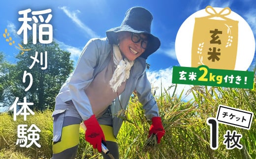 秦野里山稲刈り体験　玄米2キロ付き　033-02　