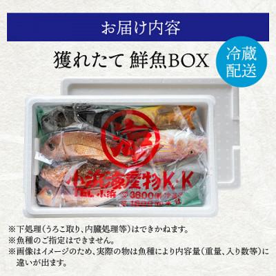 ふるさと納税 小浜市 御食の国 若狭小浜より!獲れたて鮮魚BOX |  | 01