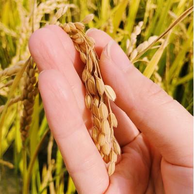 ふるさと納税 富良野市 令和7年産米　富良野産　栽培期間出来るだけ農薬を減らして作った　ゆめぴりか　10kg |  | 03