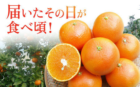 【2027年2月先行予約】【家庭用】天草 約3kg[ECL002] みかん
