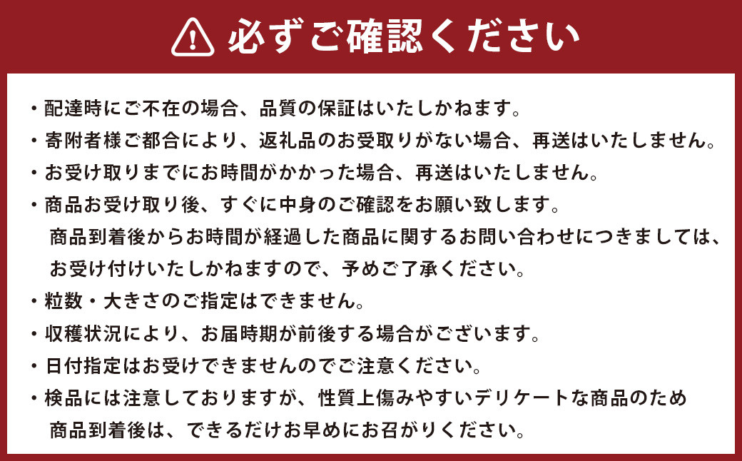  熊本県産 苺 旬の品種 （2種） 約1.5キロ 前後