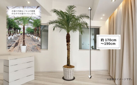 観葉植物 フェニックスロベレニー ロベ 10号（鉢下から葉先まで約H170cm～190cm）059-01 | 観葉植物