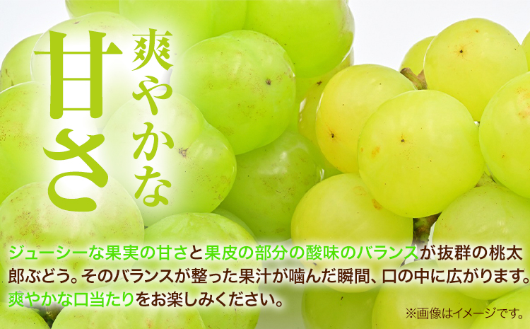 岡山県産桃太郎ぶどう  2房（480g以上）露地栽培  先行受付 《9月上旬-10月下旬頃出荷》【配送不可地域あり】