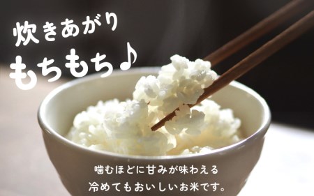 【令和8年産新米】お米 こしひかり 5kg（精米）福井県産 【 白米 人気品種 】【2026年10月下旬以降順次発送開始！】 [e47-a009]