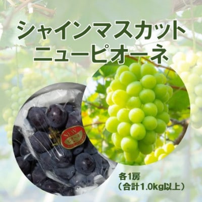 2026年発送【完熟朝採り】訳あり シャインマスカット&ニューピオーネ 各1房【配送不可地域：離島】【1651602】