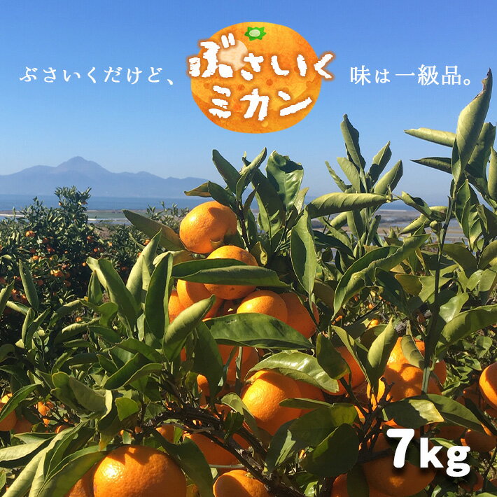 【ふるさと納税】 訳あり 温州みかん 7kg | ぶさいくミカン 右田柑橘 減農薬 7kg 7キロ 玉名 熊本 送料
