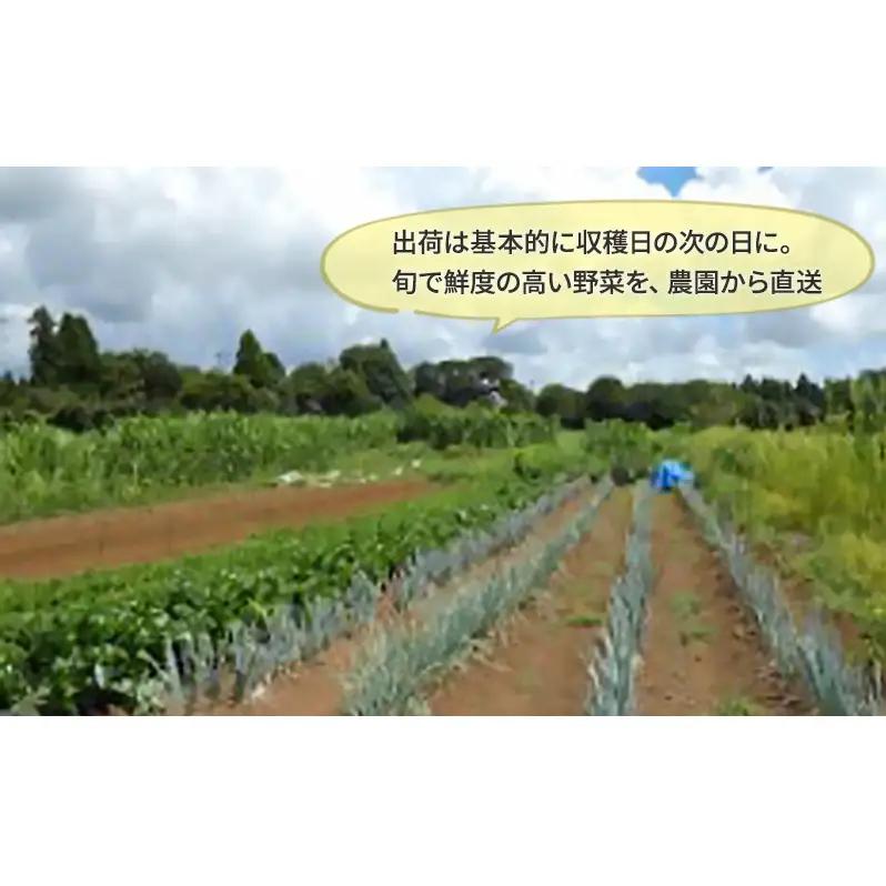 野菜 定期便 3ヶ月 2～4名様向け 野菜6種 セット＋加工品 旬の野菜 生野菜 やさい 新鮮 鮮度 産地直送 詰め合わせ 冷蔵 千葉 定期 お楽しみ 3回 