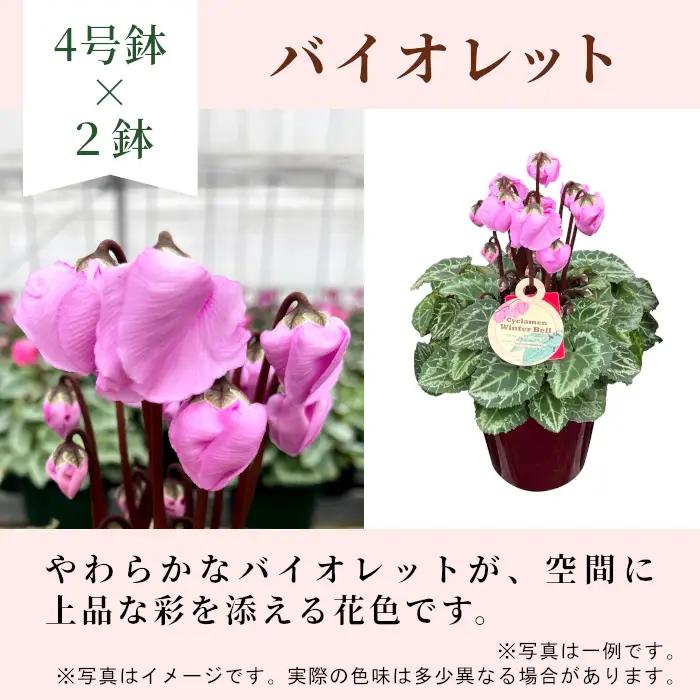 〈予約品〉【シクラメン：ウィンターベル】農林水産大臣賞受賞 愛知県産 シクラメン ４号鉢×２鉢 花 生花 バイオレット プレゼント 贈り物 鉢花 鉢 ガーデン ガーデニング 高品質 クリスマス -27