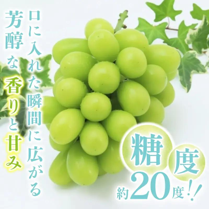 〈2026年度配送分〉山梨県甲府市産シャインマスカット1房(750ｇ～850ｇ)B
