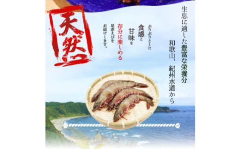 紀州和歌山産天然足赤えび540g（270g×2パック）化粧箱入 ※2024年11月上旬～2025年2月上旬頃順次発送予定（お届け日指定不可）／海老 エビ えび クマエビ 足赤 天然 おかず【uot77